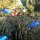 Westlicher-Clownfisch + blaugelbe Riffbarsche